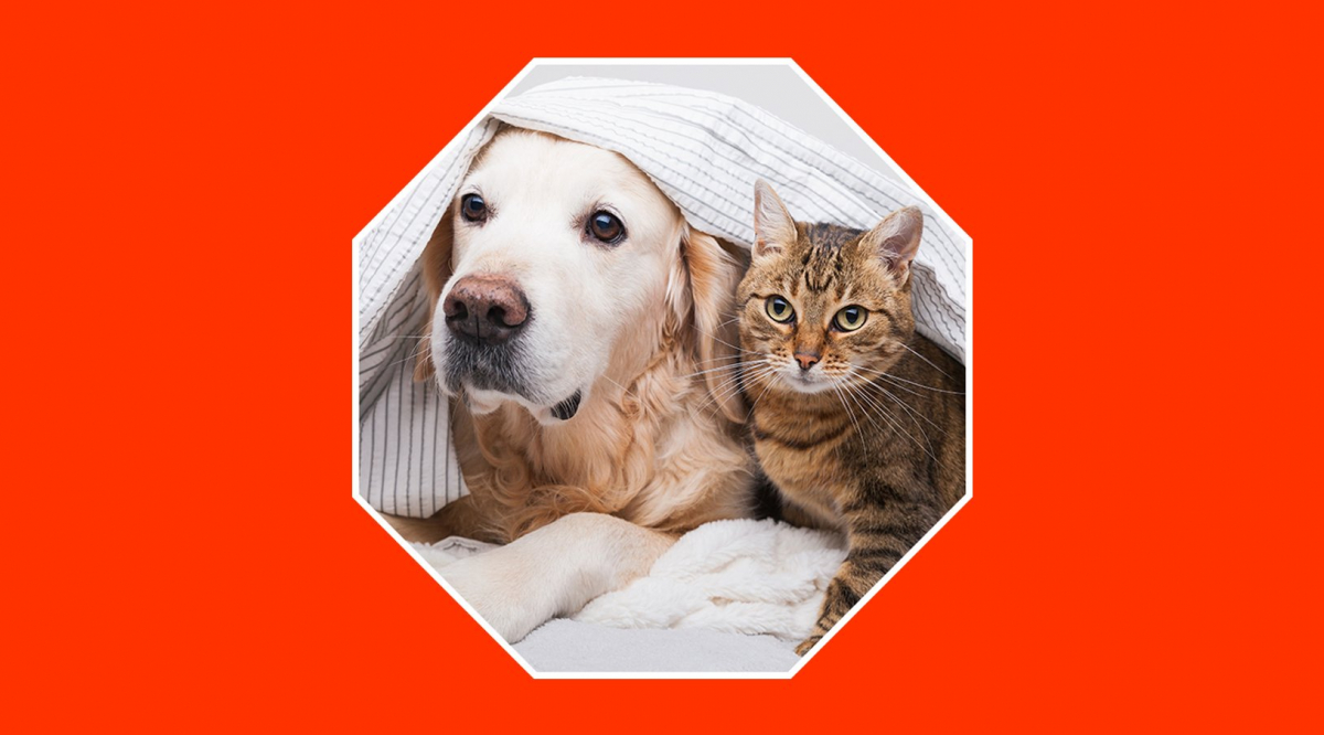 Es compatible tener alarma con mascotas en nuestra casa? | Blog HomeGO